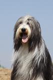 BEARDED COLLIE 181